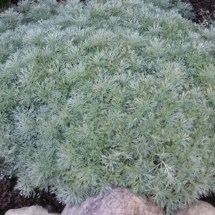 Plant image Artemisia schmidtiana 'Nana'