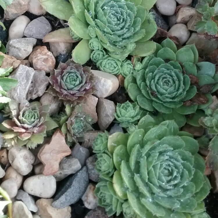 Plant image Sempervivum Cranberry Cocktail
