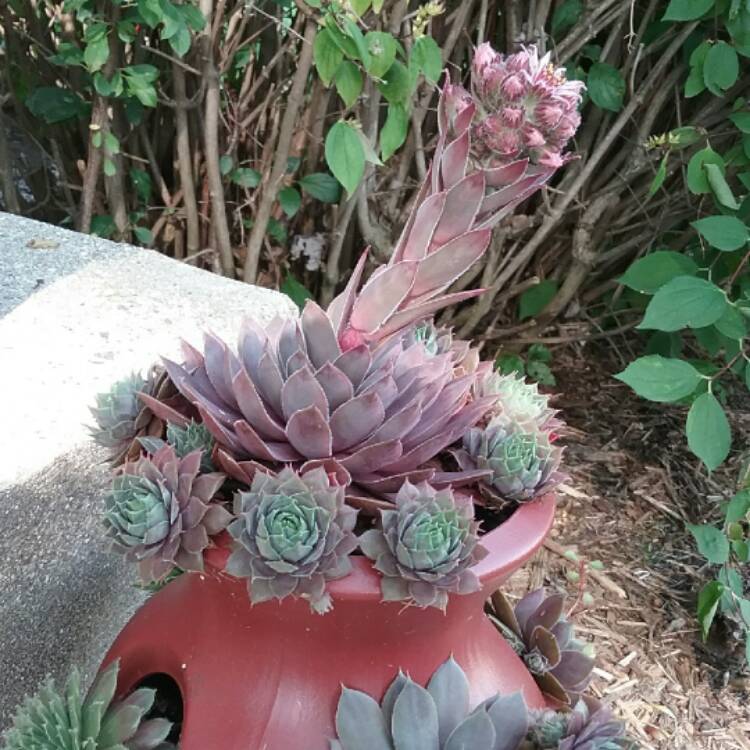 Plant image Sempervivum Cranberry Cocktail