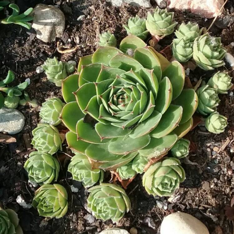 Plant image Sempervivum Cranberry Cocktail