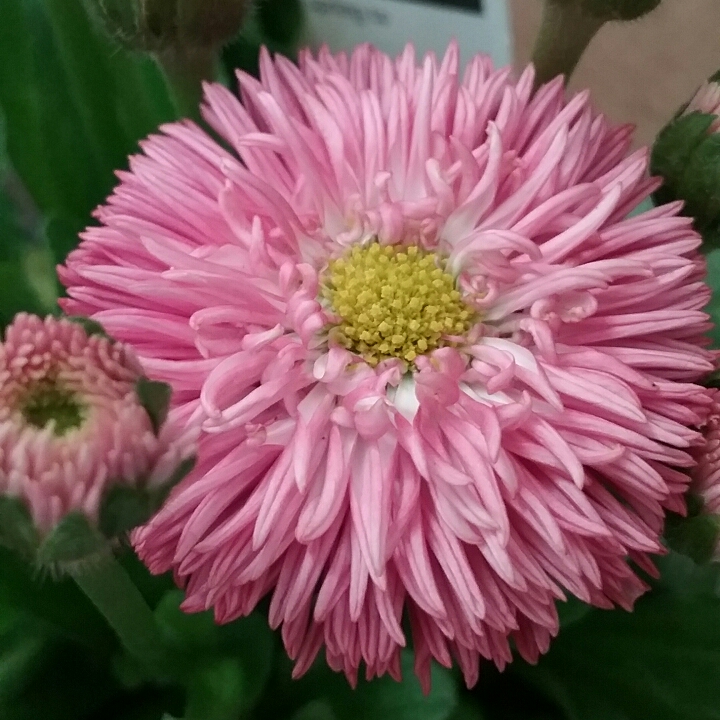 Plant image Bellis perennis Habanera