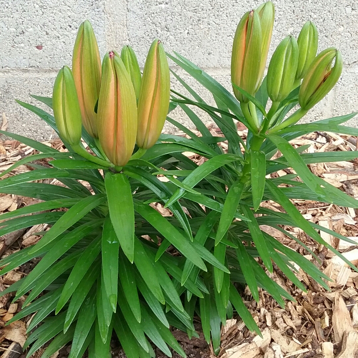 plant image 693915 plant image 693915