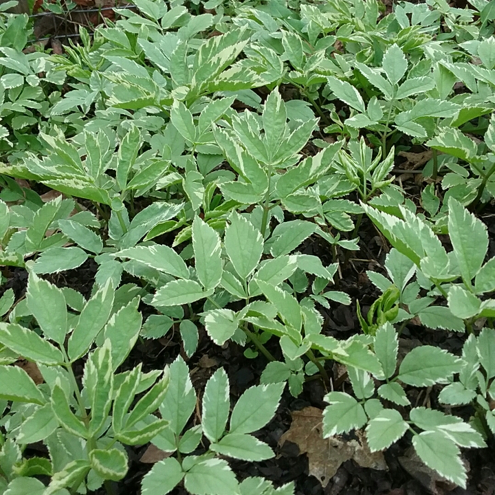 Plant image Aegopodium podagraria