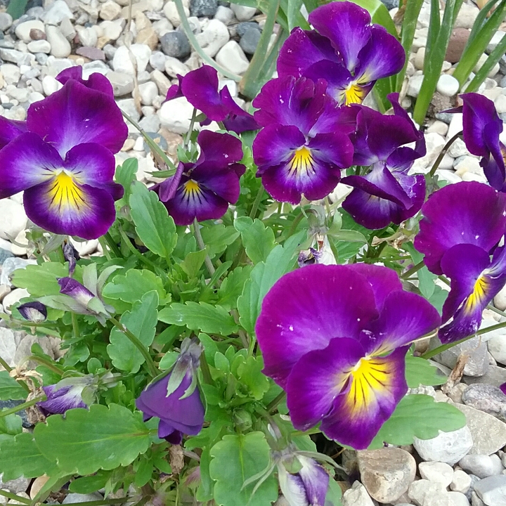 Plant image Viola Cornuta 'Halo Lemon Frost'