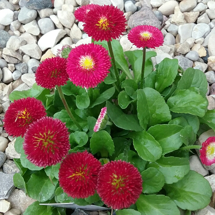 Plant image Bellis perennis Habanera