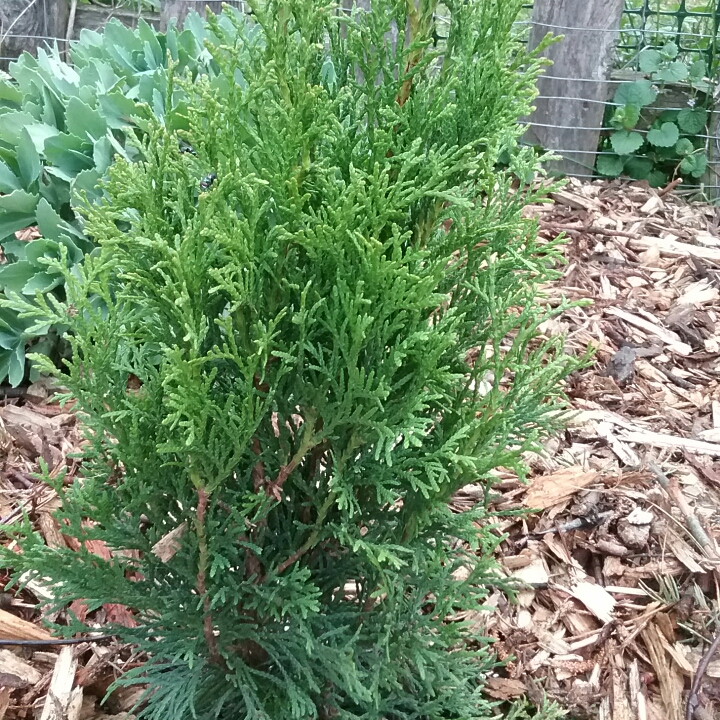 plant image 717134 plant image 717134