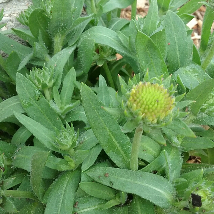 plant image 717145 plant image 717145