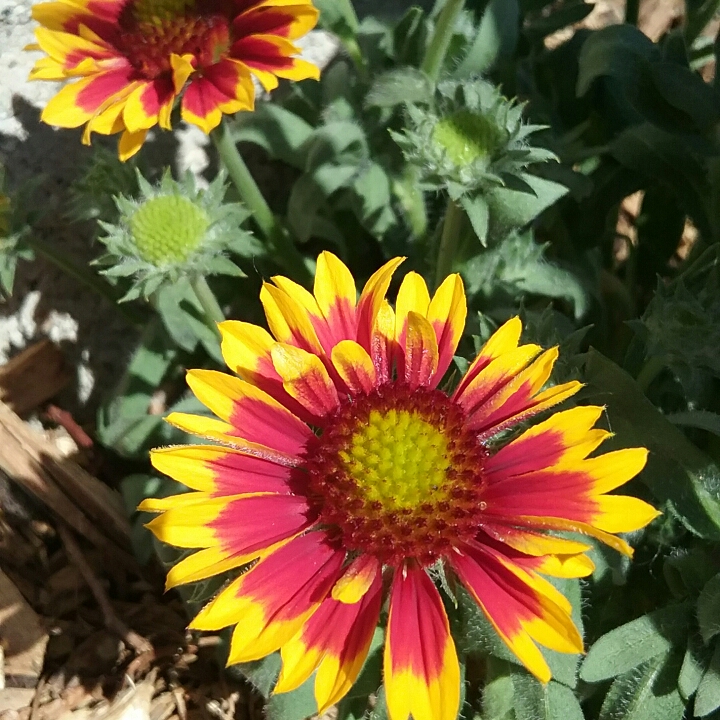 plant image 732750 plant image 732750