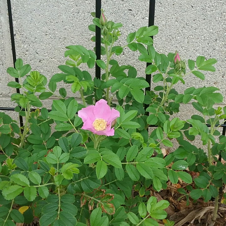 plant image 752937 plant image 752937