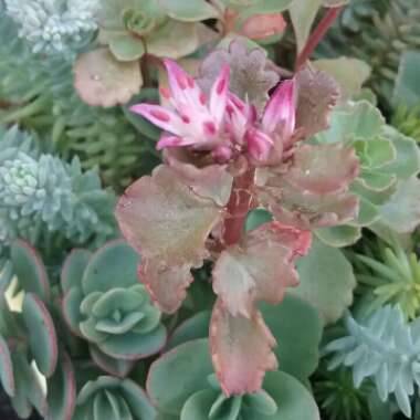 Sedum 'Sunsparkler Dazzleberry'