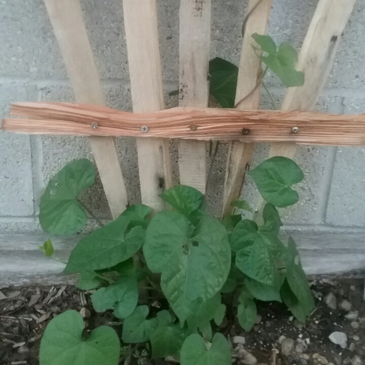 plant image 851194 plant image 851194