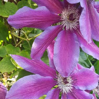 Clematis 'Dr Ruppel'