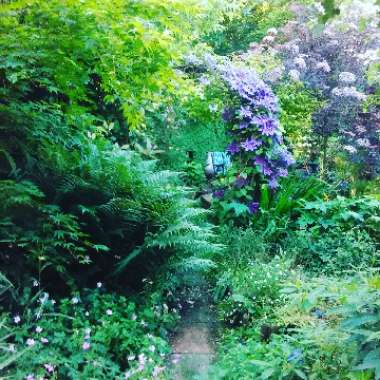 Lisa's garden