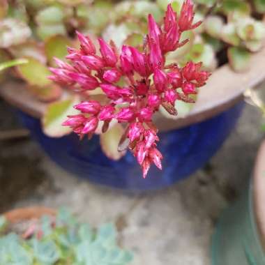 Hylotelephium 'Cauticola'