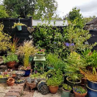Lisa's garden