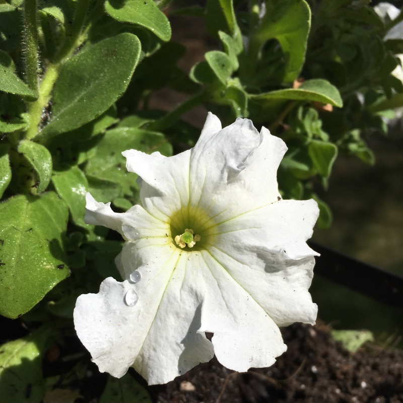 Plant image Petunia Surfinia 'Lime'