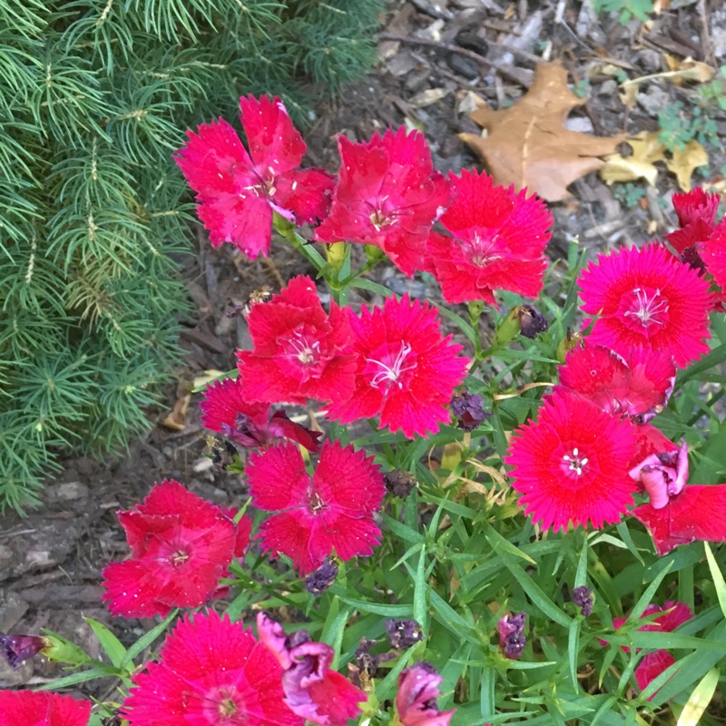 Plant image Dianthus EverLast 'Lilac Eye'