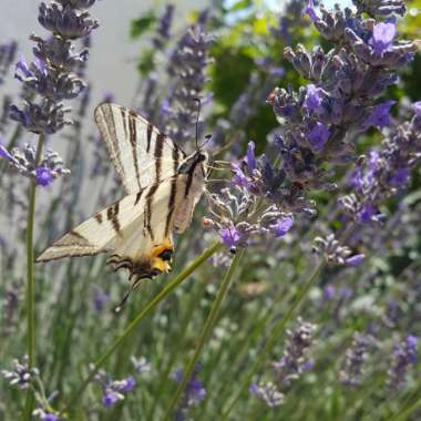 Lavandula