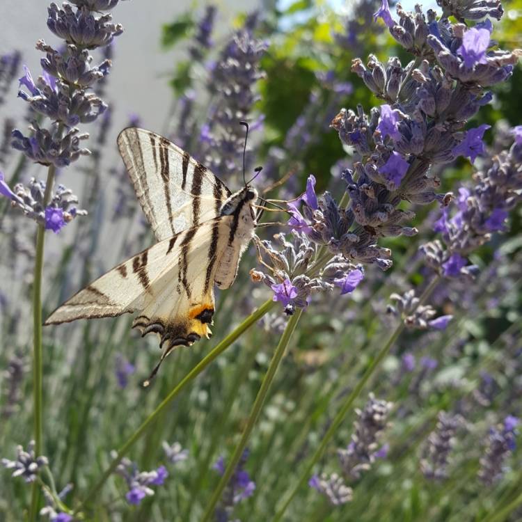 Plant image Lavandula
