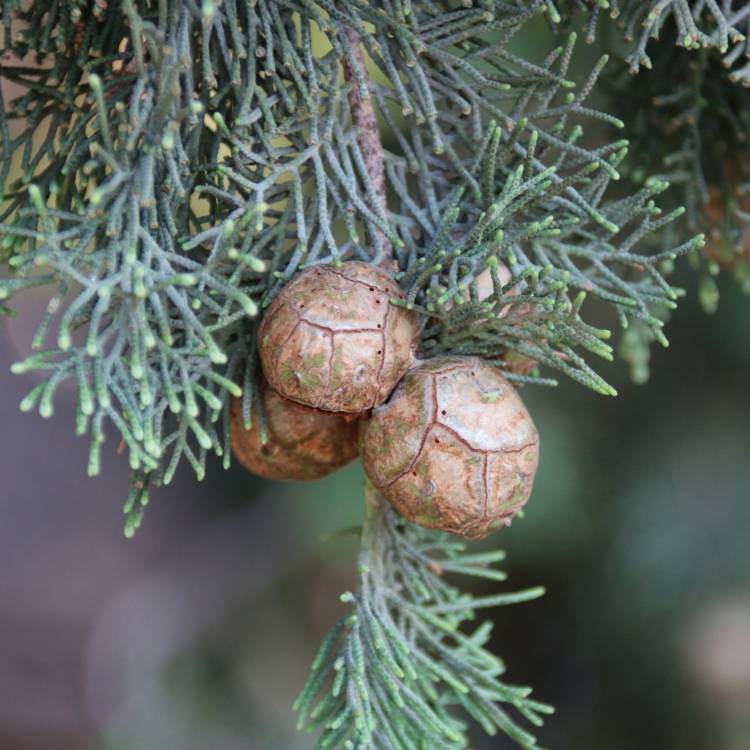 Plant image Cupressus