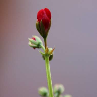 Susann's garden