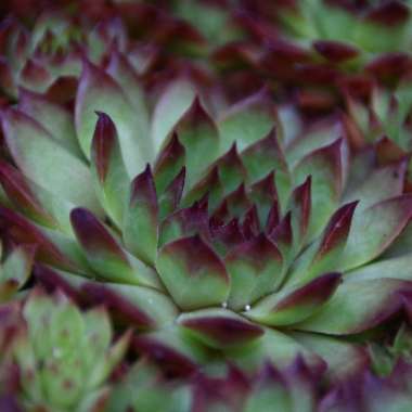 Echeveria