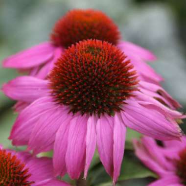 Coneflower (Echinacea)