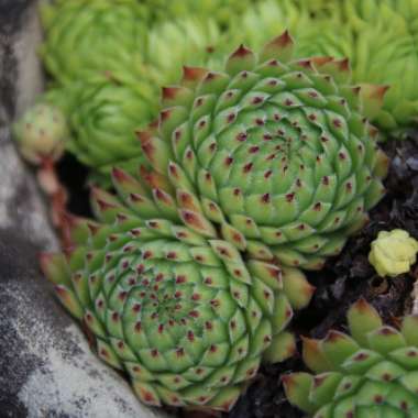 Echeveria