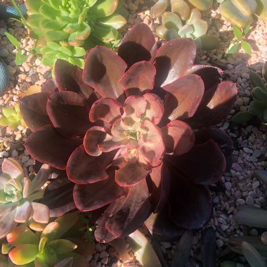Echeveria Painted Frills