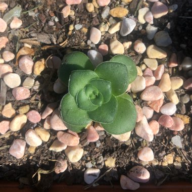 Crassula 'Orbicularis'