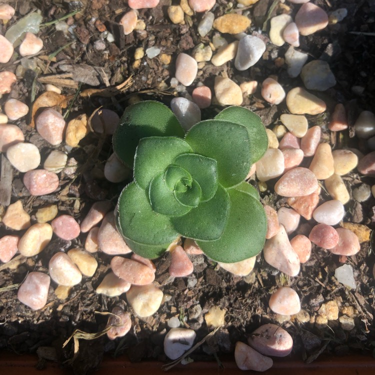 Plant image Crassula 'Orbicularis'