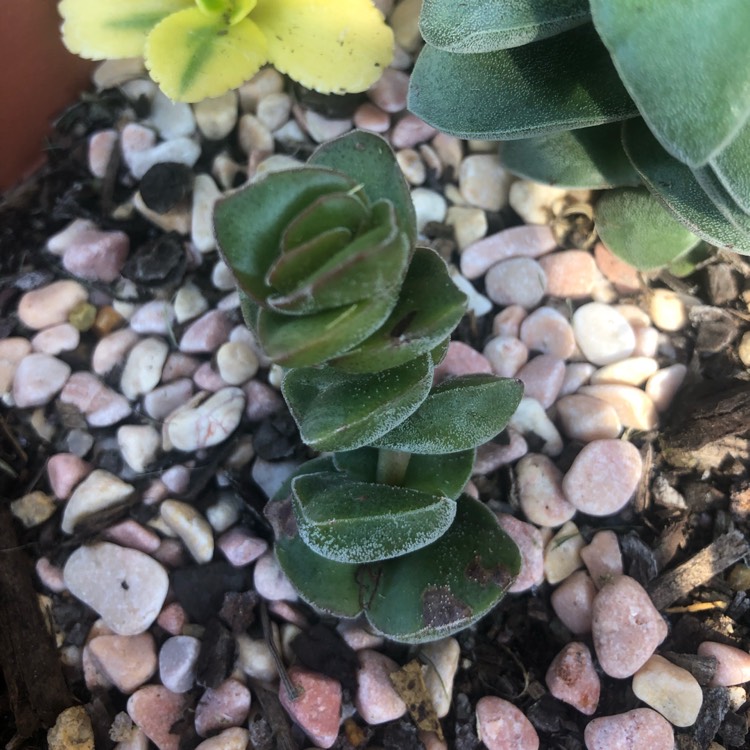 plant image 1009748