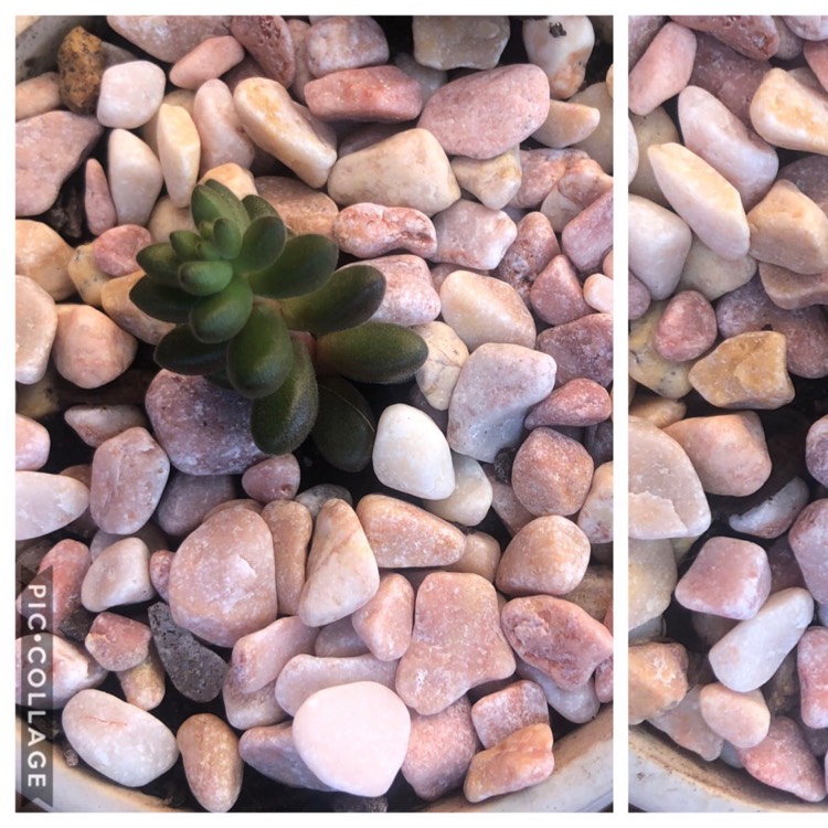 plant image 1009751