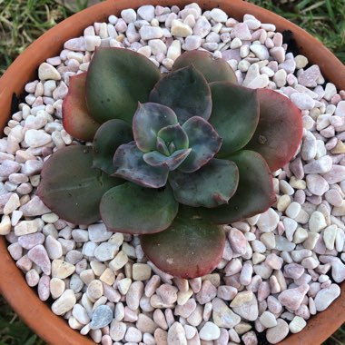 Echeveria Blue Metal