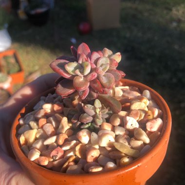Echeveria Manaudes