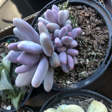 Graptopetalum Amethystinum
