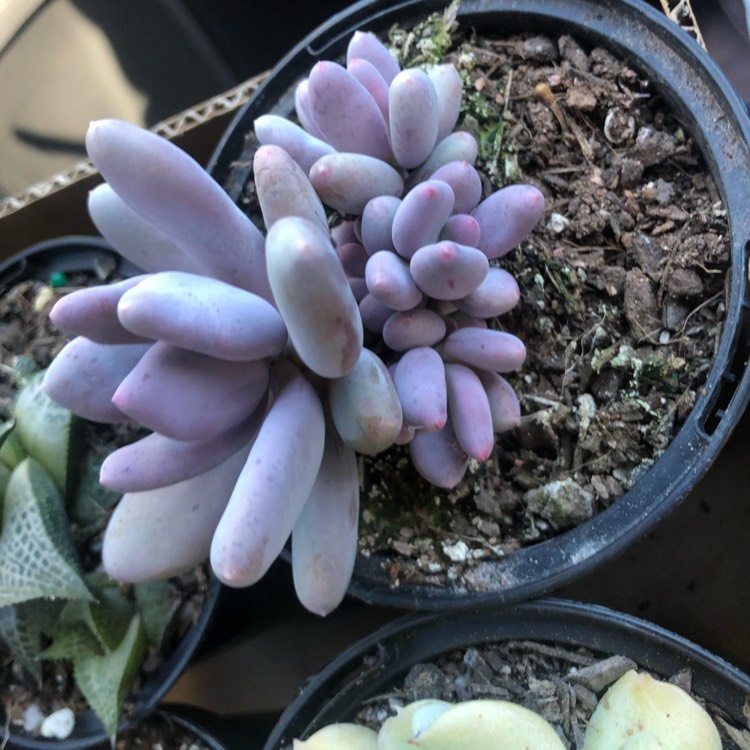 plant image 1119354