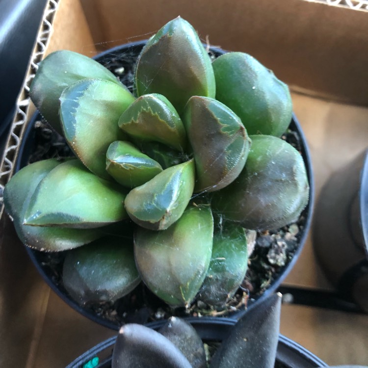 plant image 1119361
