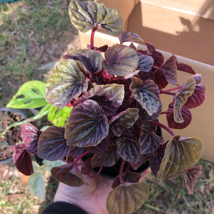 Peperomia caperata 'Luna Red', Peperomia 'Lunar Red' - uploaded by ...