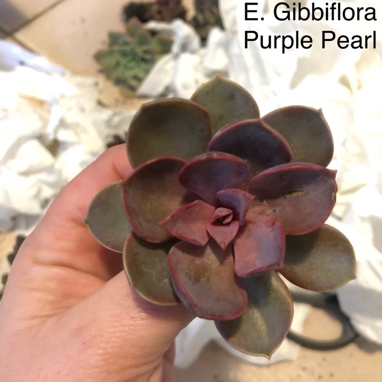 plant image 1137243