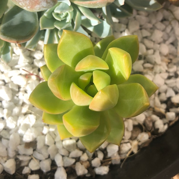 Plant image xSedeveria Golden Goddess