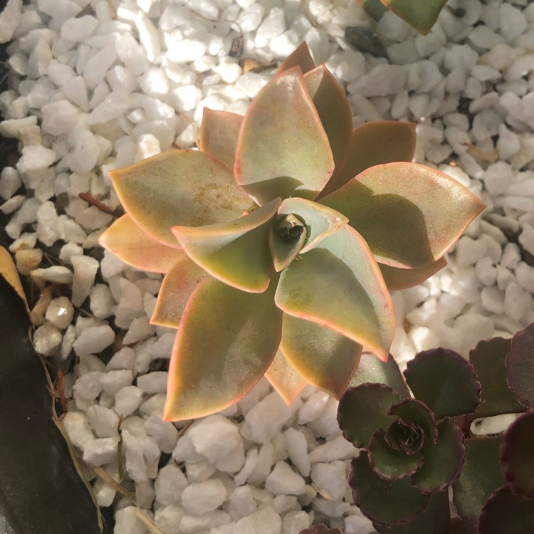 plant image 891032 plant image 891032