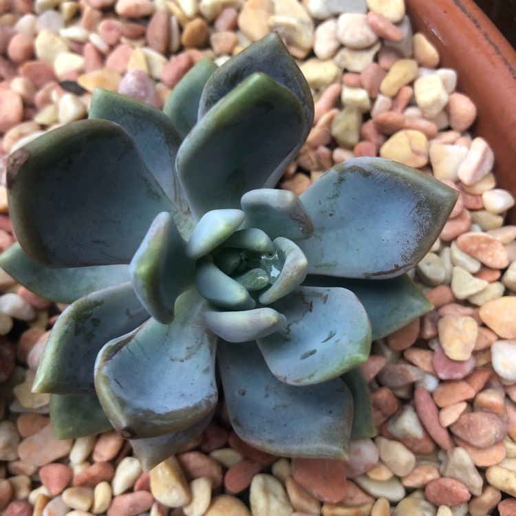 plant image 894327 plant image 894327