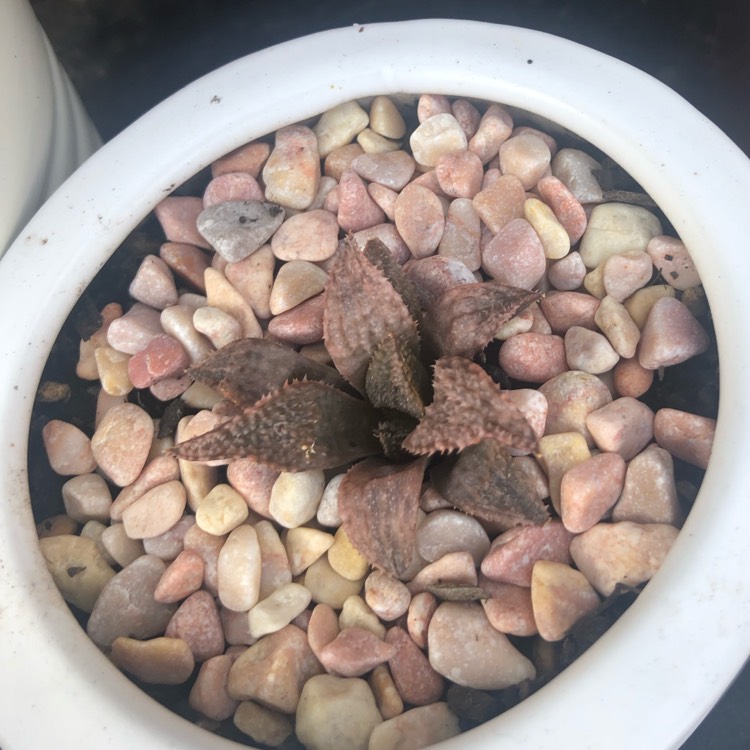 Plant image Haworthia emelyae 'Snow Scene'