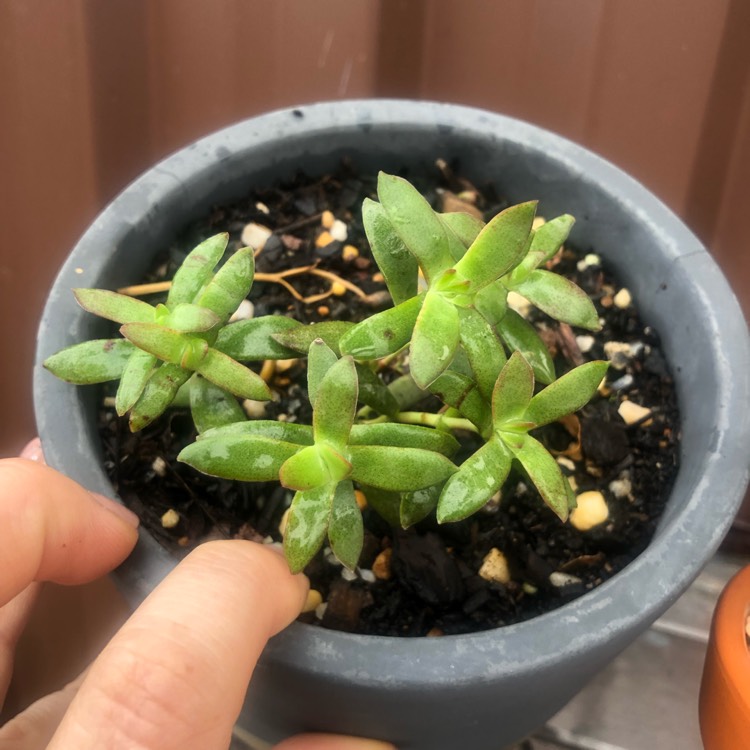 Plant image Crassula 'Red Tipped Butterfly Bush'