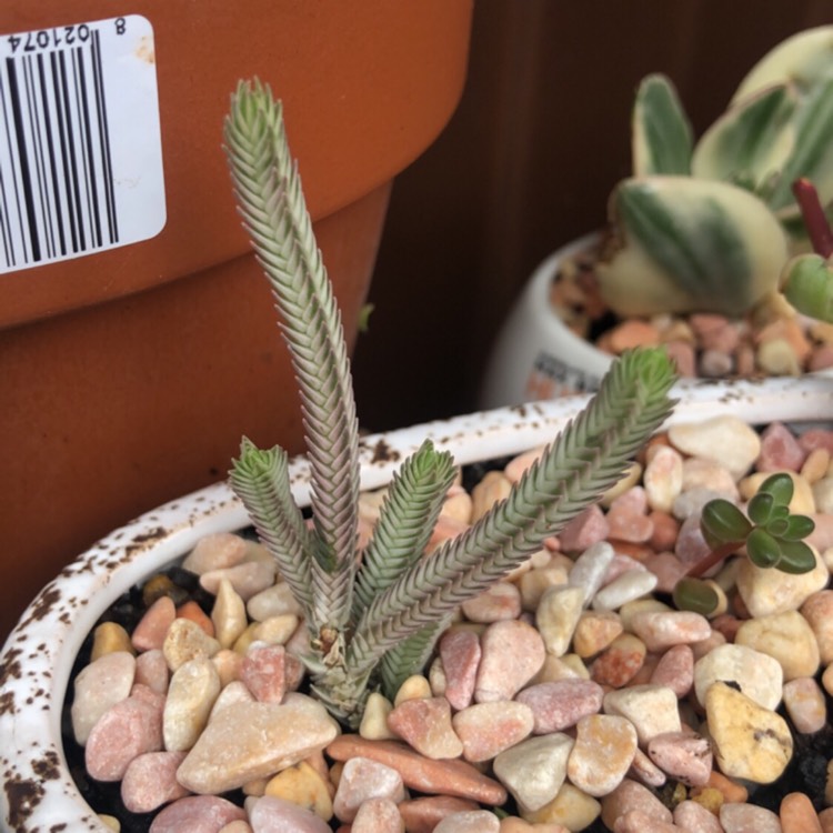 Plant image Crassula muscosa var. variegata