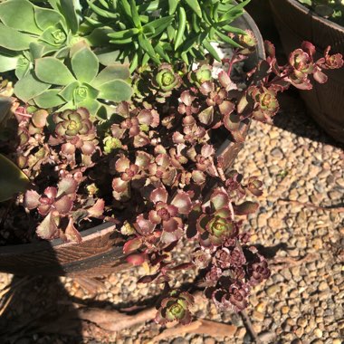 Sedum spurium  'Chocolate Blob'