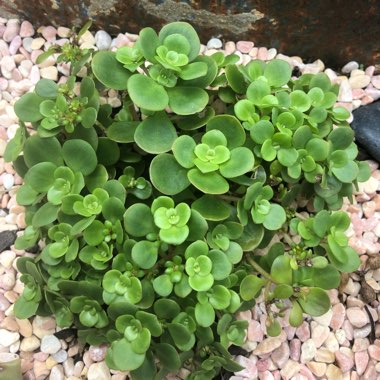 Sedum makinoi 'Green Blob'