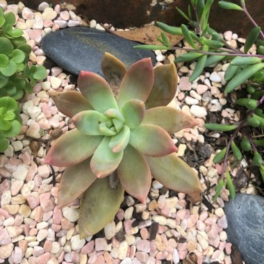 Sedum 'Pat's Pink' syn. Sedeveria 'Pat's Pink', Sedum 'Pam's Pink'