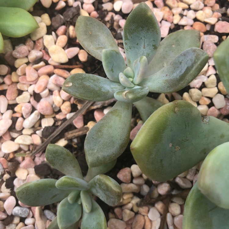 plant image 966102 plant image 966102